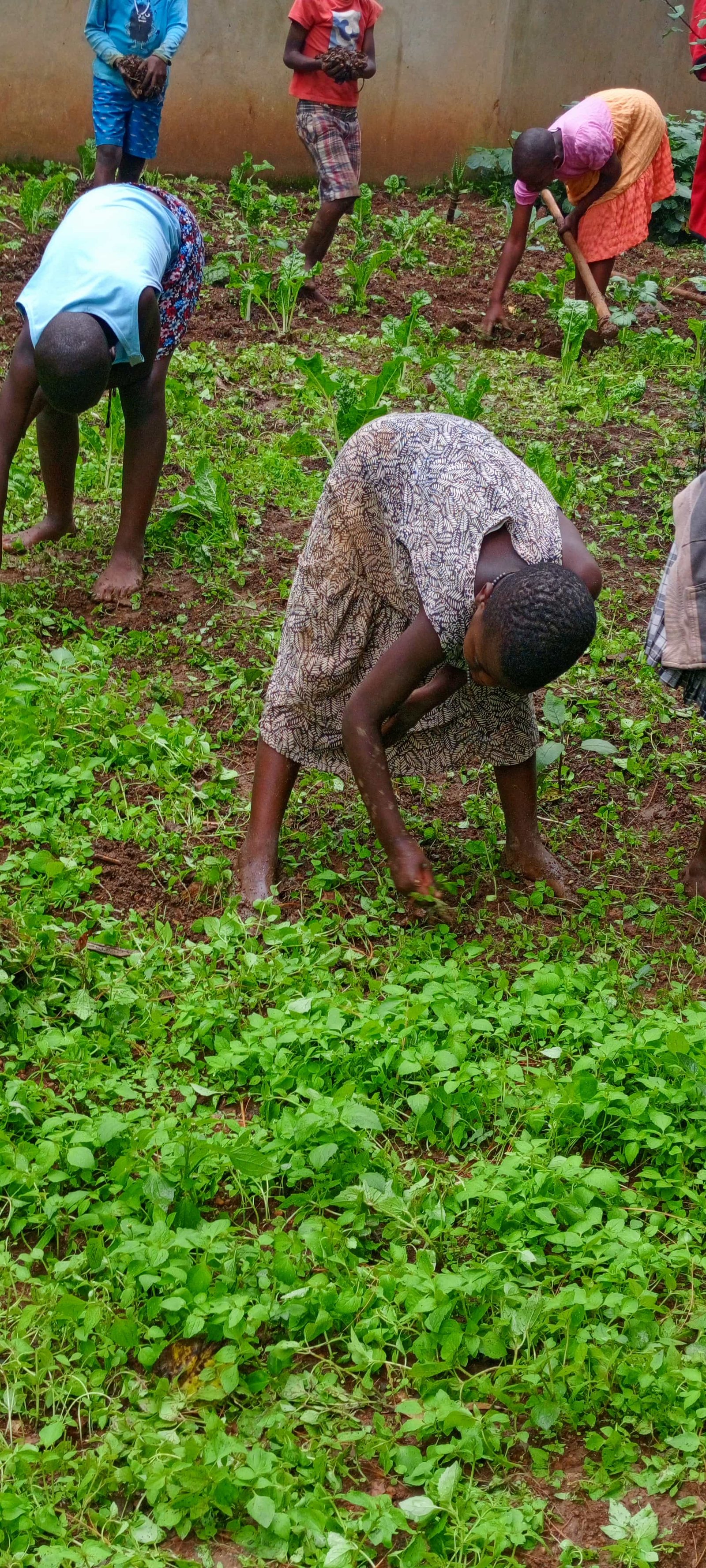 Sustainable food sources